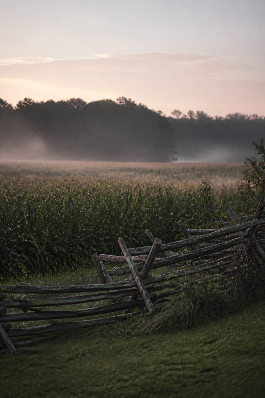 A field of full grown corn at first light in September, mist between the rows, a worm rail fence along the near edge and dark woods on the far side under a pale sky.