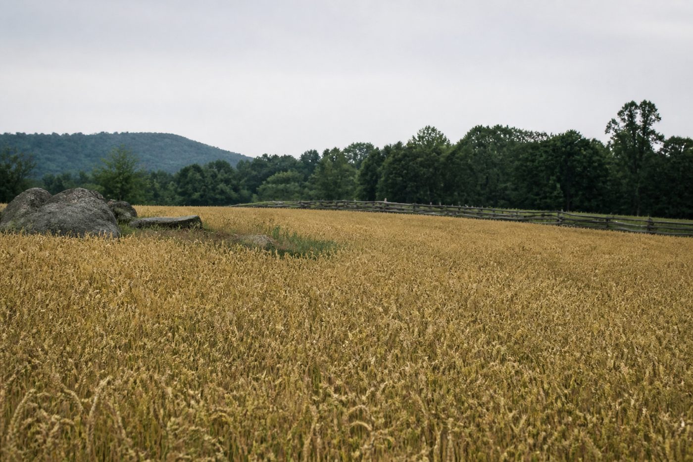 A Pennsylvania farm field of ripe wheat in early July, bounded by a worm rail fence and a line of dark trees, with grey boulders breaking the ground on the left and low hills behind.
